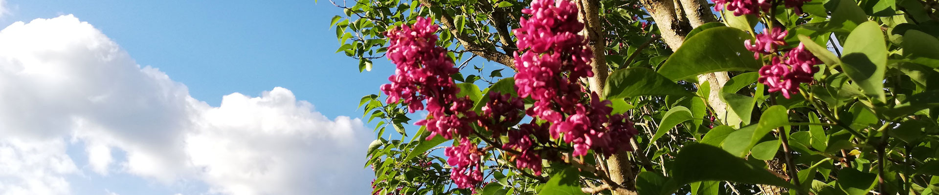 Header Blumen 2