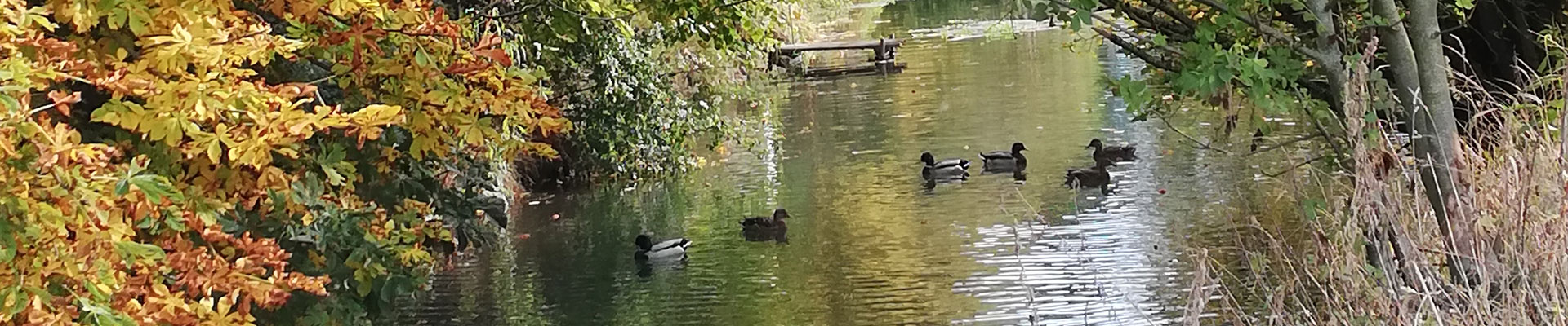 Rehm Karina – Header Enten Ussel Stepperg