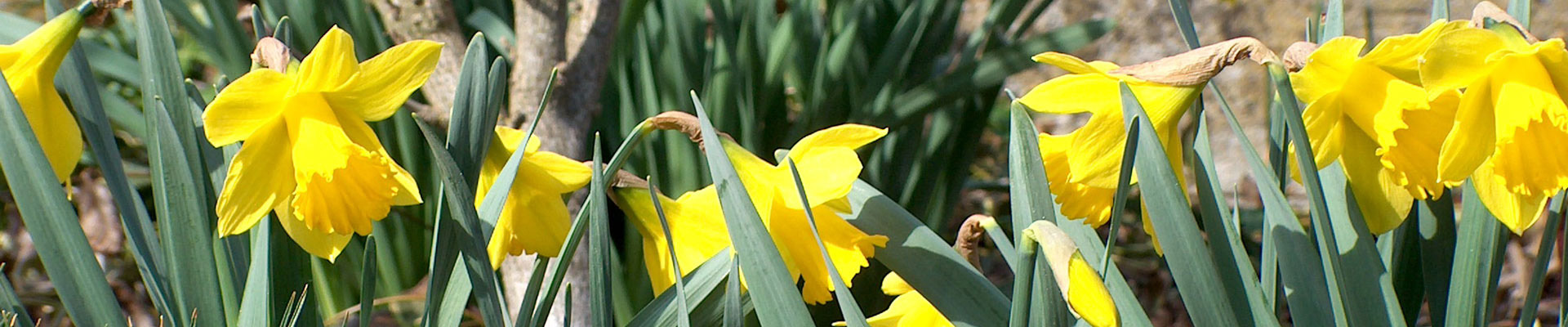 Rehm Karina – Header Frühling Osterglocken