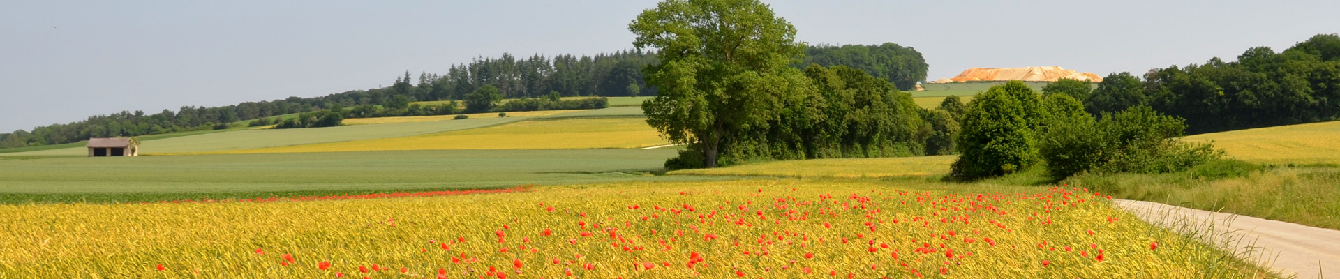 Albert Schnabel – Header Stepperg Mohnblumen