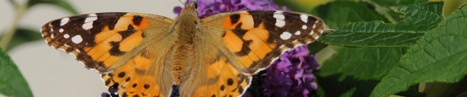 Michael Geyer – Header Schmetterling